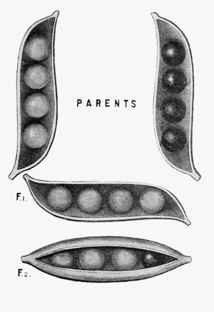 Psm V85 D331 Results Of Crossing Yellow And Green Seeded, HD Png Download