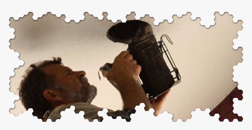 Bee Check Up Removing Bees Safely, HD Png Download