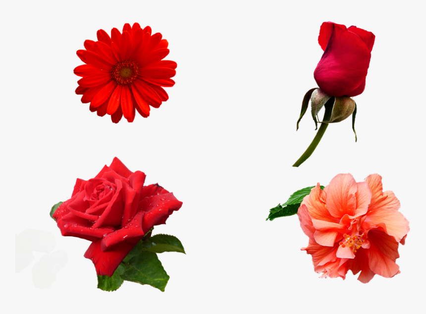 Flowers, Nature, Smell, Color, Garden, Plants, Spring, HD Png Download