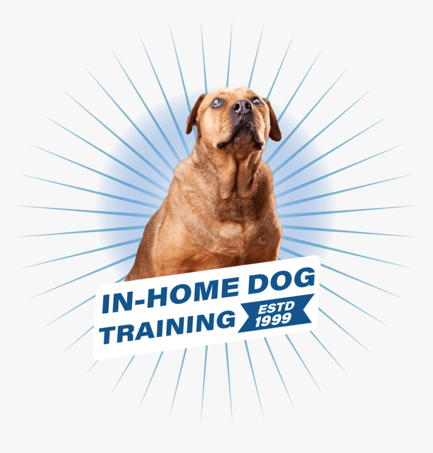 Ray Looking Forward With The In Home Dog Training Text, HD Png Download