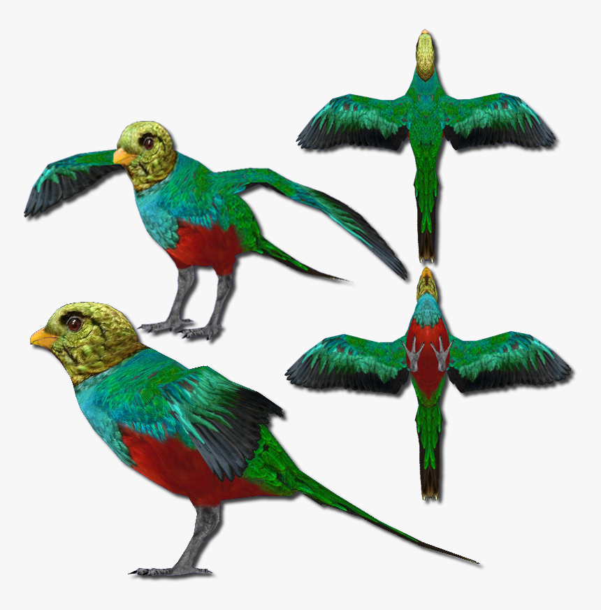 Golden Headed Quetzal V2, HD Png Download