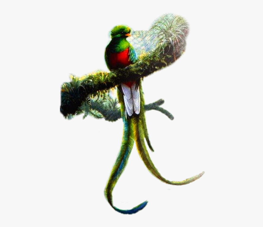 Resplendent Quetzal Art , Png Download, Transparent Png