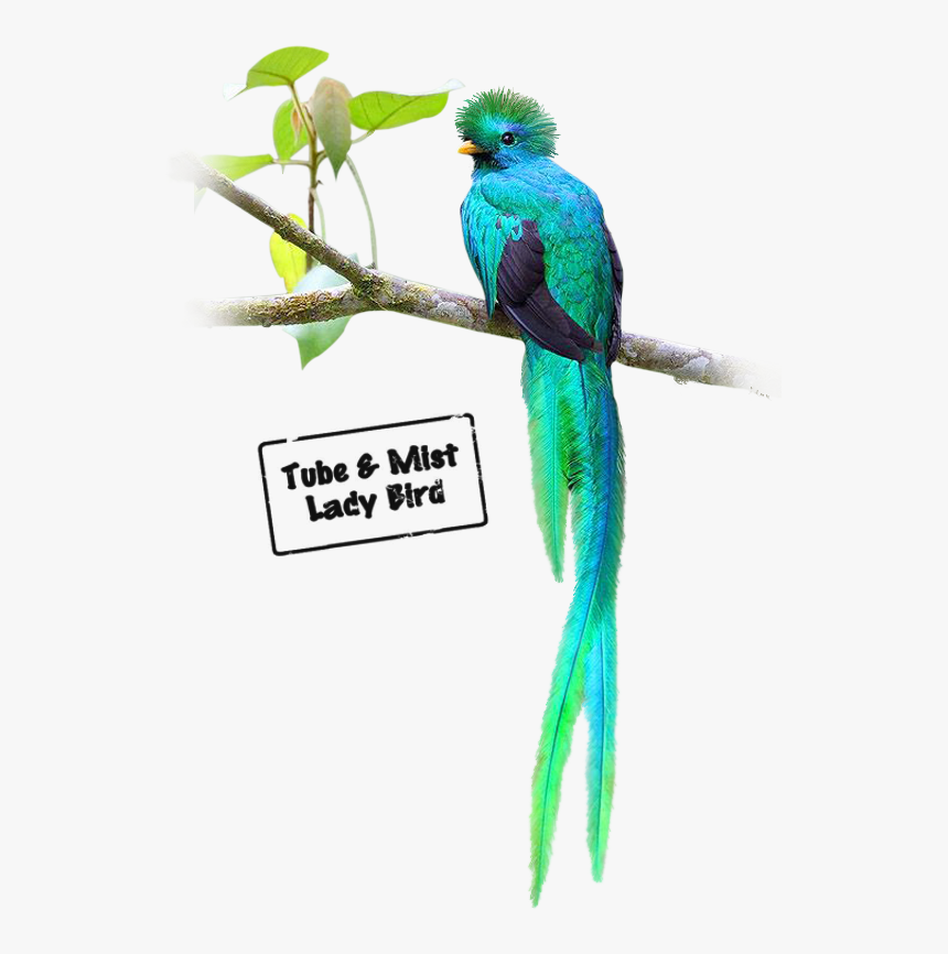 Budgie , Png Download, Transparent Png