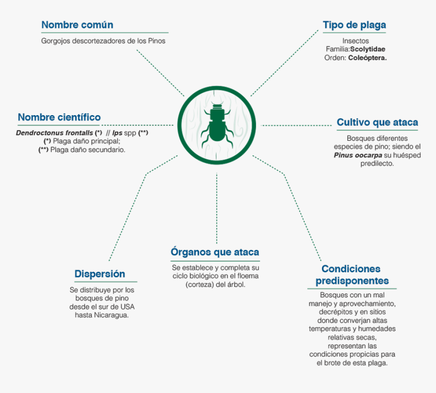 Pinos Png, Transparent Png