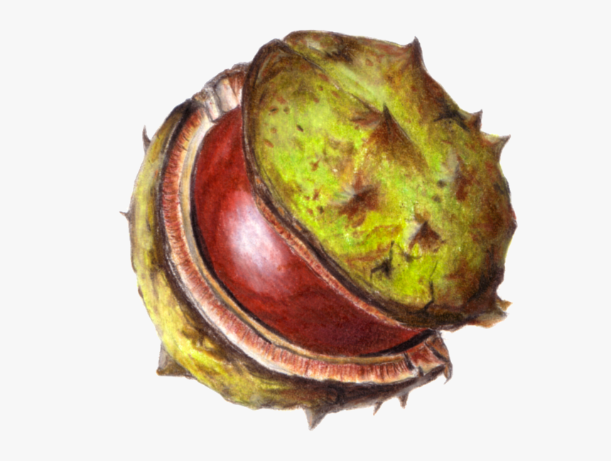 Conker Png, Transparent Png