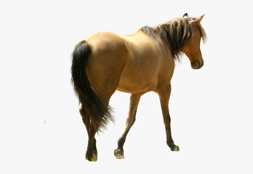 Horse Png Free Image Download, Transparent Png