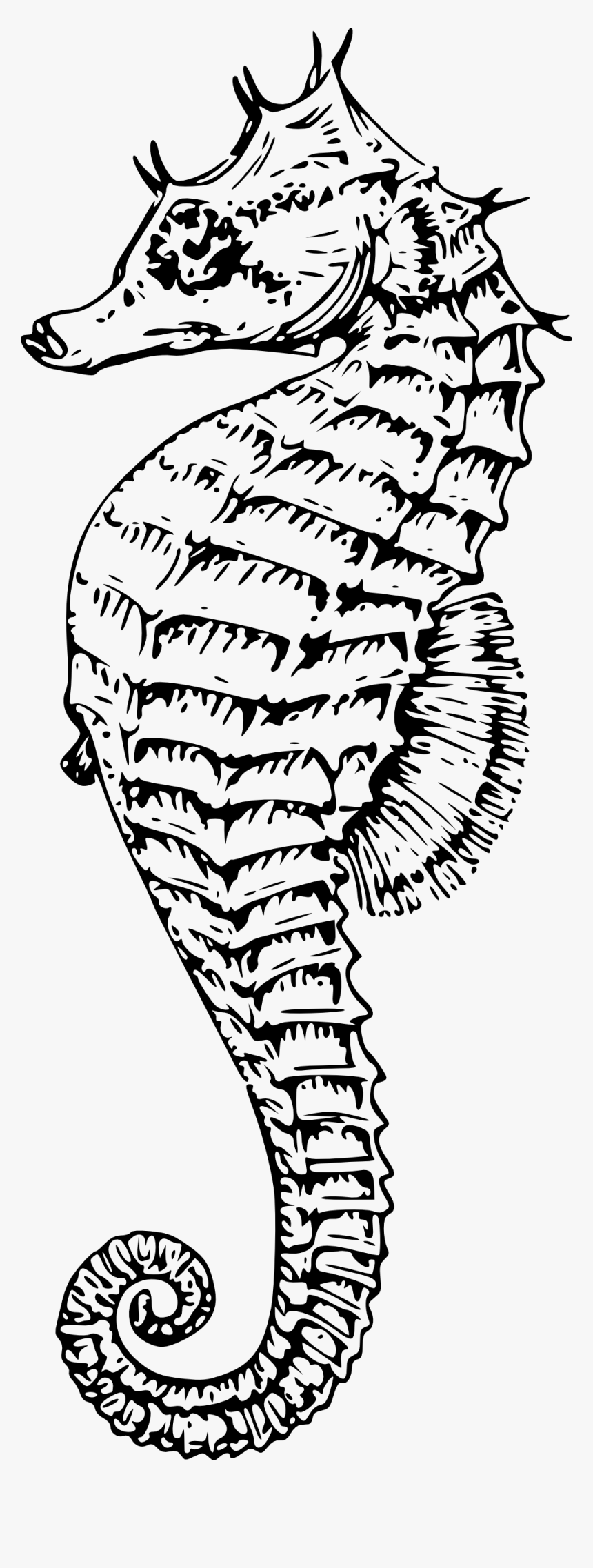 Sea Horse Vector Png , Png Download, Transparent Png