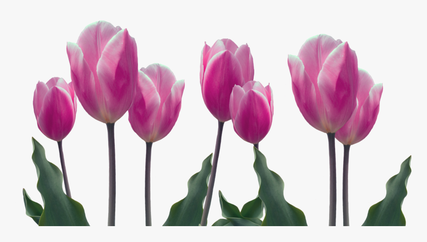 Dia De Las Madres Png, Transparent Png