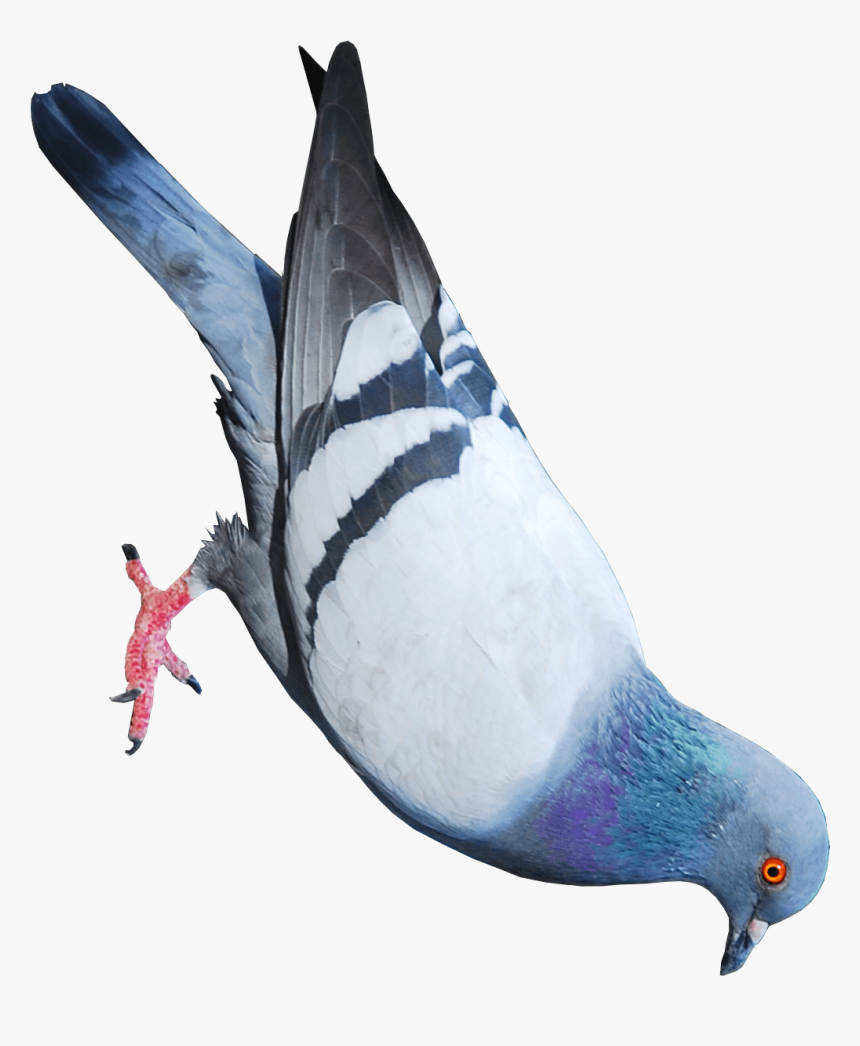 Paloma, HD Png Download