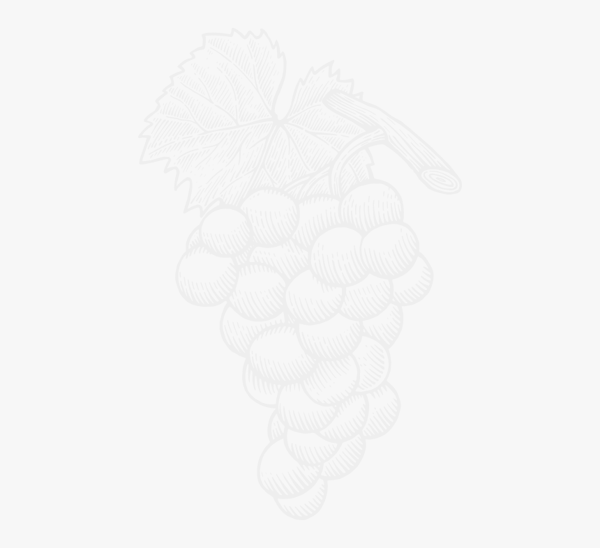 Lailey Winery Icewine Grapes, HD Png Download