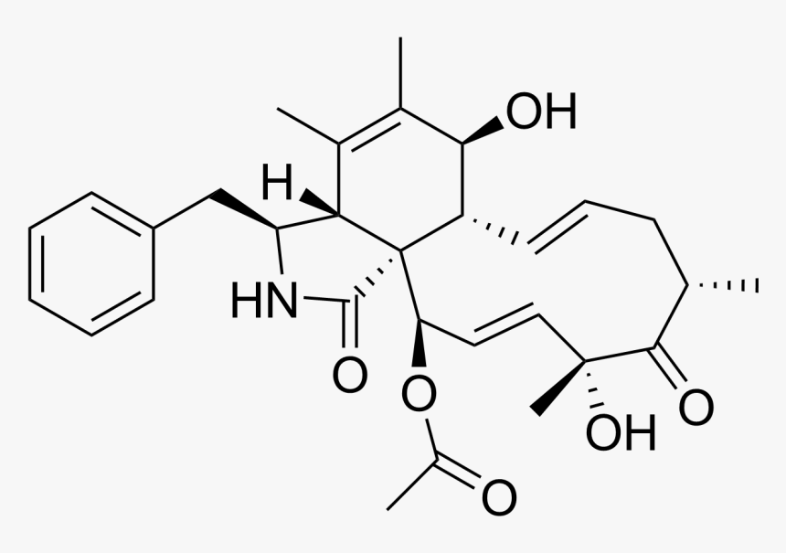 Cytochalasin C, HD Png Download