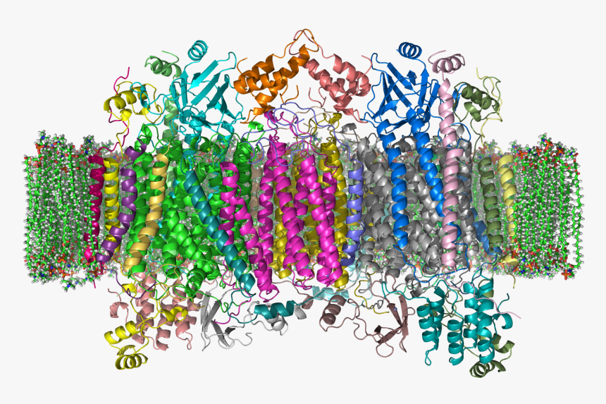 Cytochrome C Oxidase 1occ In Membrane 2, HD Png Download