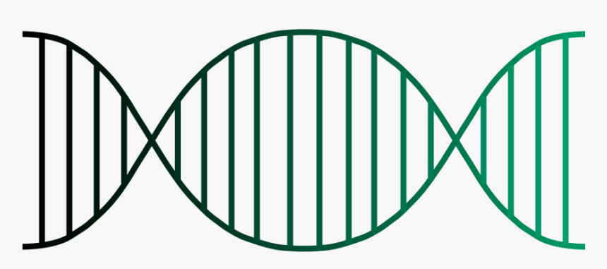 Genes Png, Transparent Png