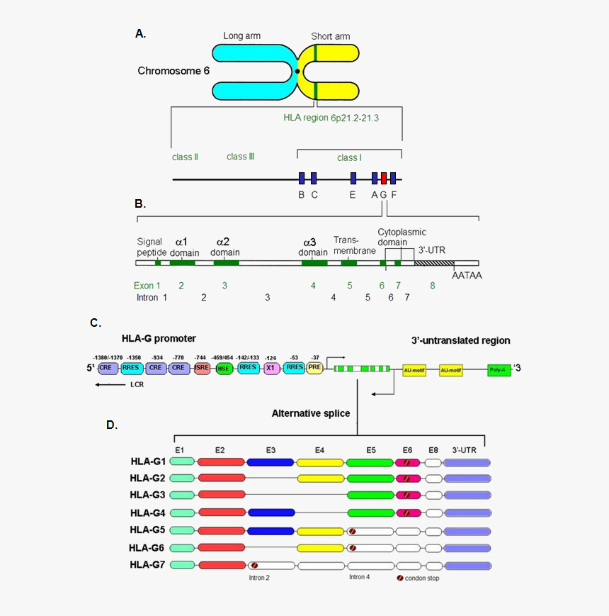 Genes Png, Transparent Png