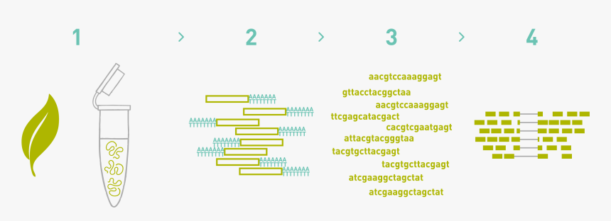 Genes Png, Transparent Png