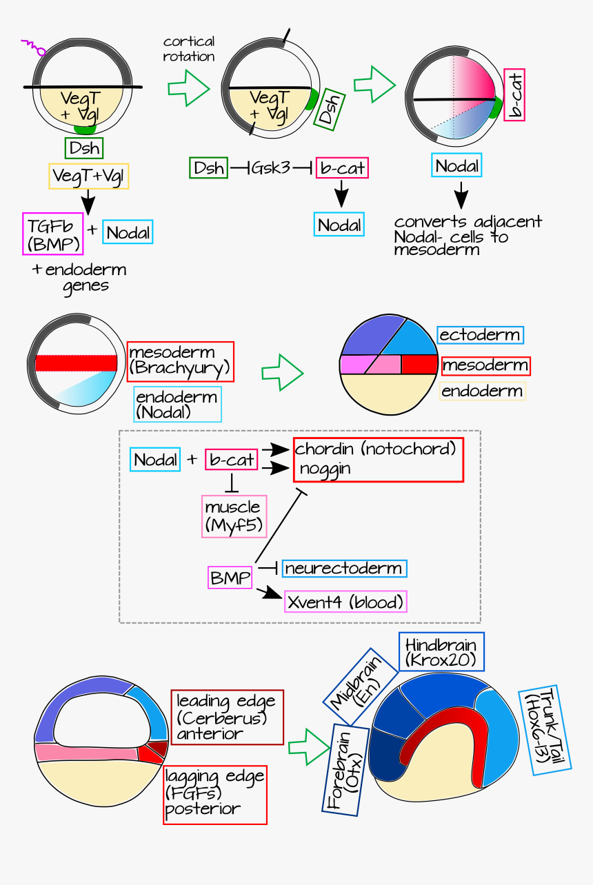 Germlayerspec, HD Png Download