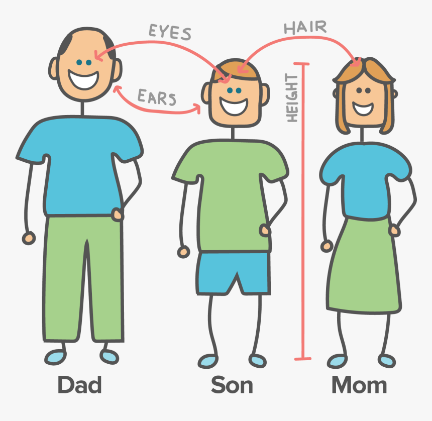 Genes Png, Transparent Png