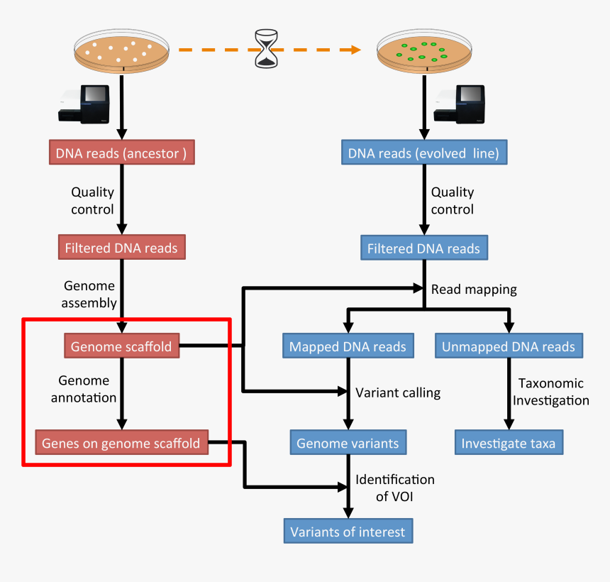/ Images/workflow1, HD Png Download