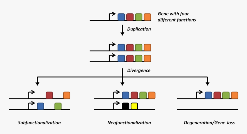 Bryan1, HD Png Download