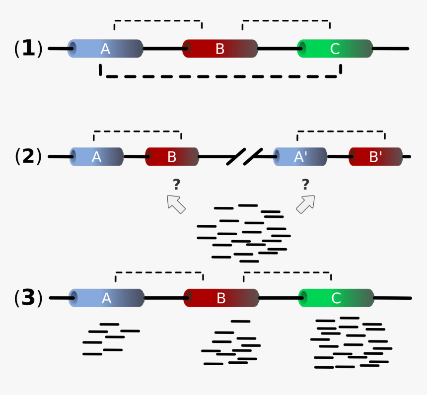 Genes Png, Transparent Png