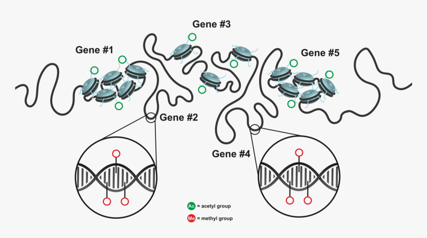 Genes Png, Transparent Png