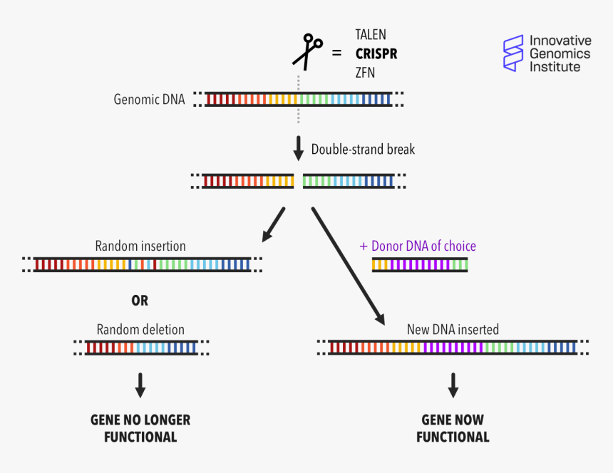 Genes Png, Transparent Png