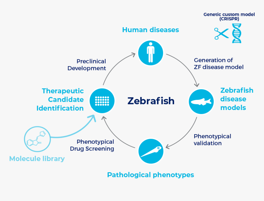 Human Diseases Modeling, HD Png Download