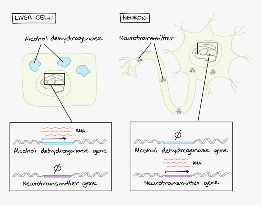 Liver Cell, HD Png Download