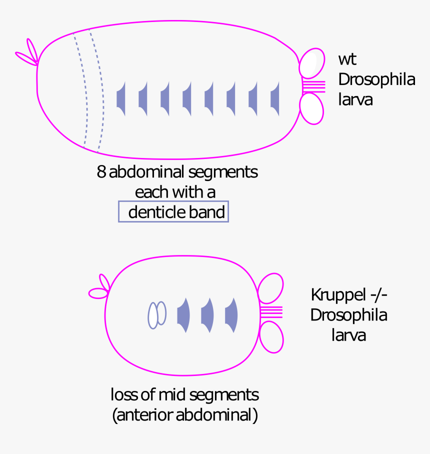 Gapgenes, HD Png Download
