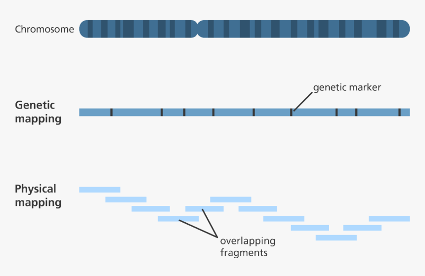 Genes Png, Transparent Png