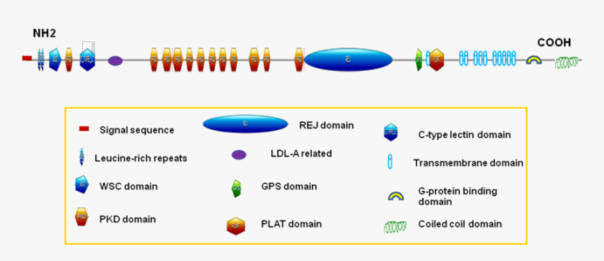 Genes Png, Transparent Png