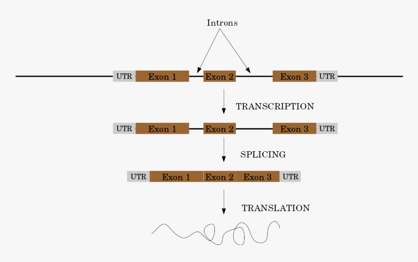 Genes Png, Transparent Png