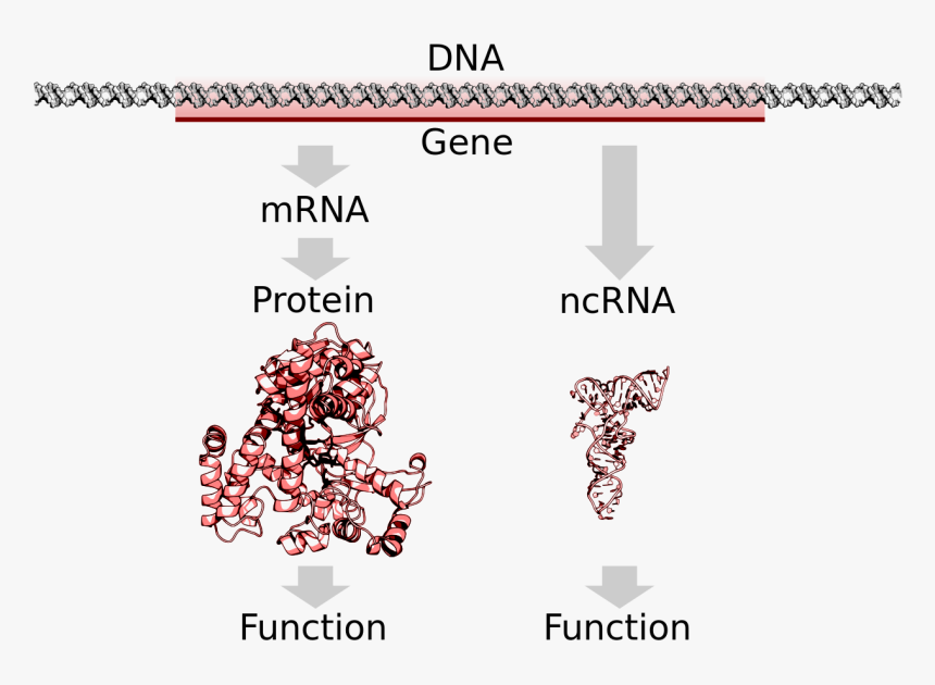 Dna Svg Ouroboros, HD Png Download