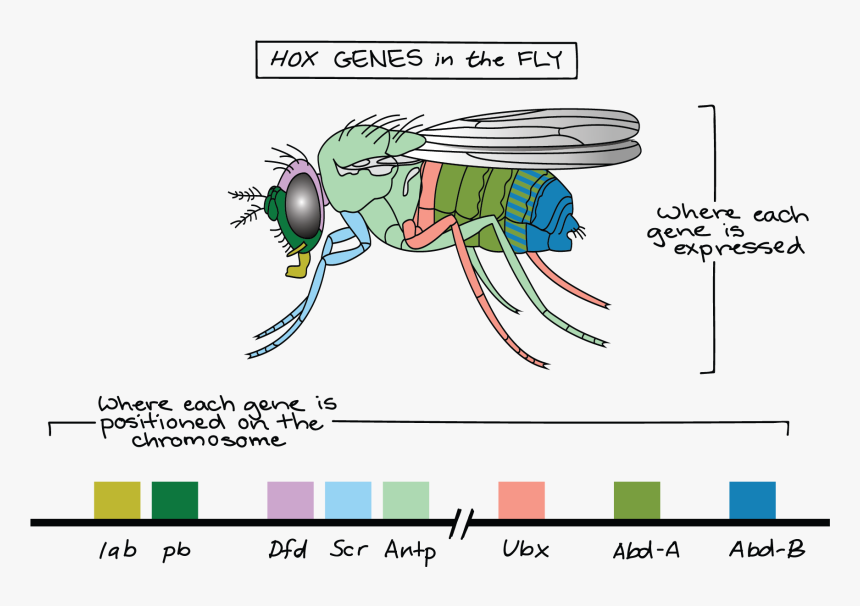 Genes Png, Transparent Png