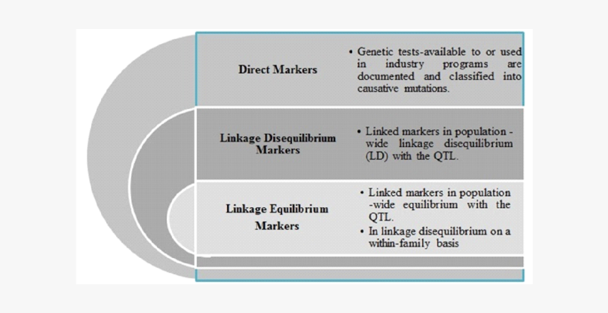 Genes Png, Transparent Png