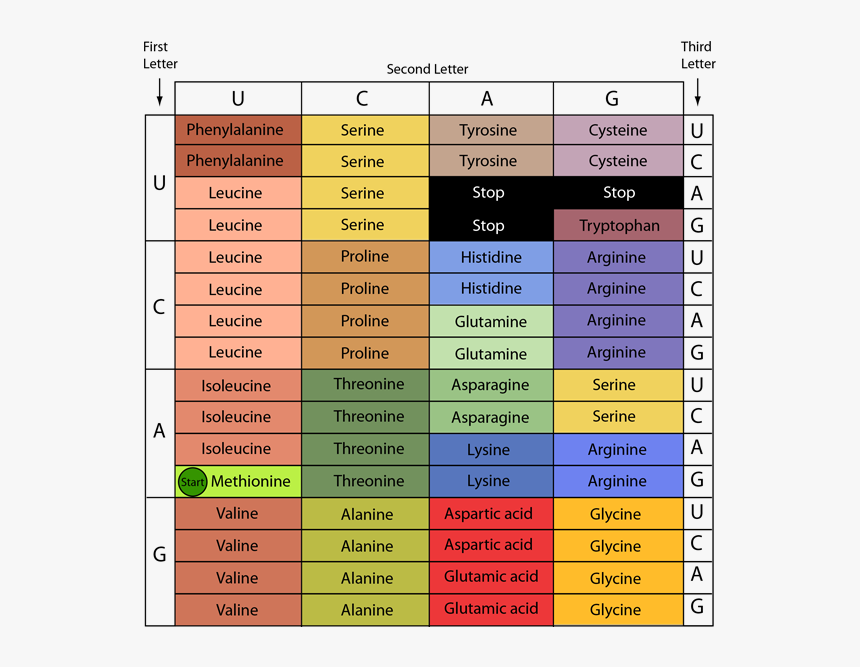 Genes Png, Transparent Png