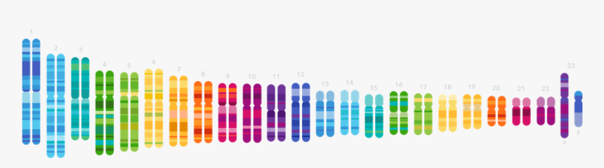 Genes Png, Transparent Png
