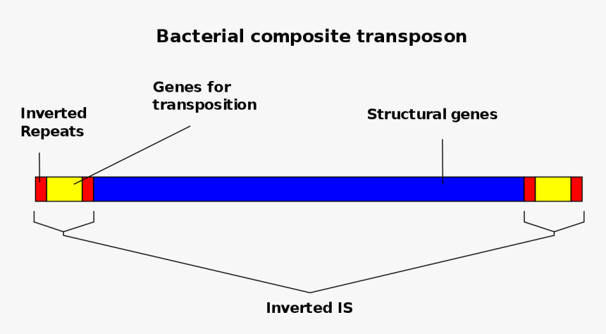 Genes Png, Transparent Png