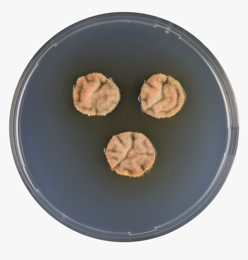 Aspergillus Varians Cya, HD Png Download