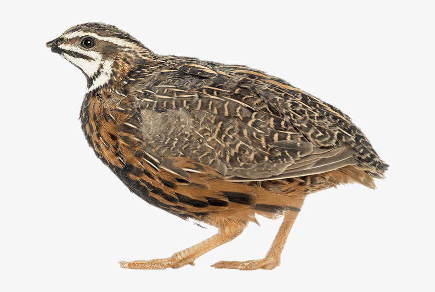 African Harlequin Quail, HD Png Download