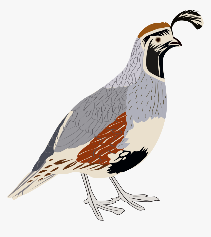 Clip Art Gambel S Sticker Arizona, HD Png Download