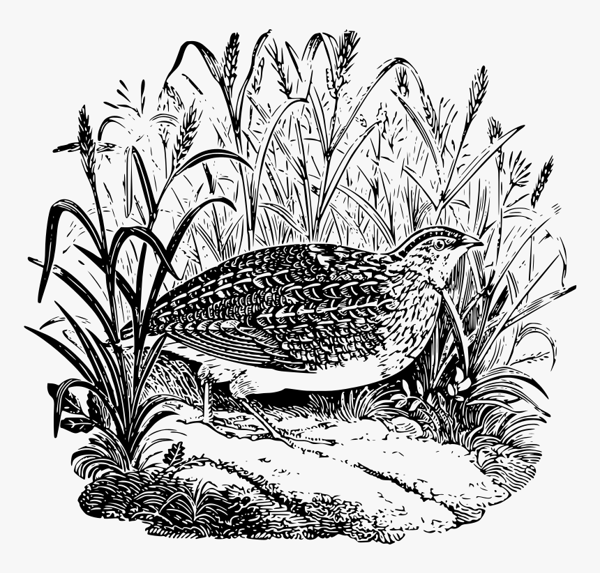 Quail, HD Png Download