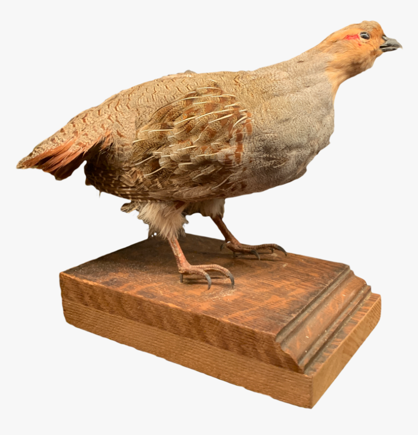 Quail Web - Turkey, HD Png Download