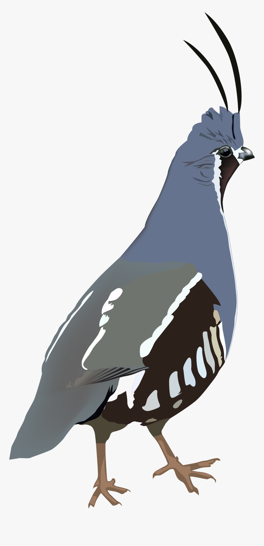 Mountain Quail Sticker Clipart , Png Download, Transparent Png