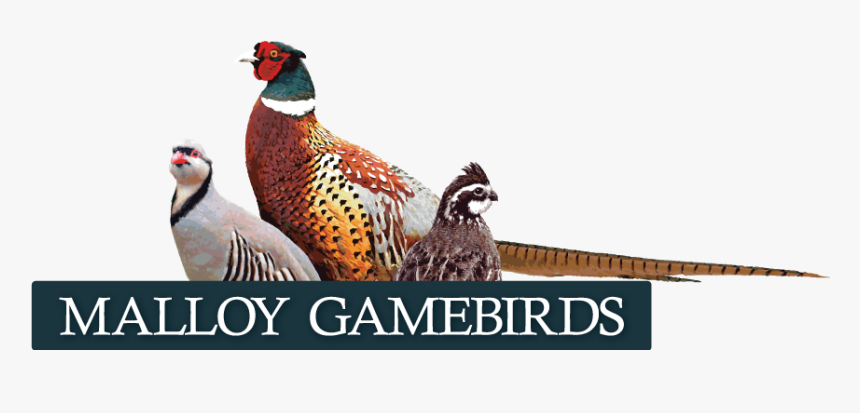 Iowa Bobwhite Quail, Pheasant And Chukar, HD Png Download