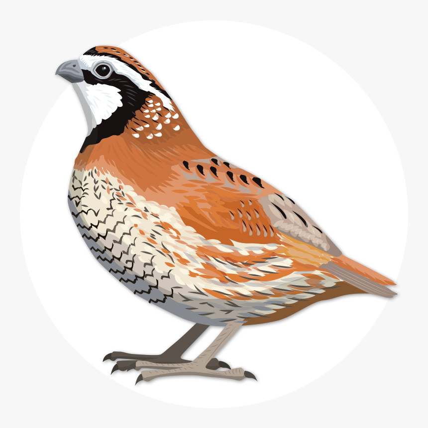 Ology Game Birdwatching With, HD Png Download