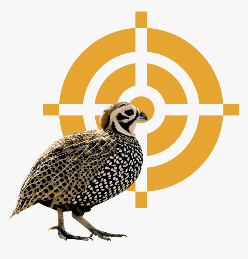 Quail Png, Transparent Png