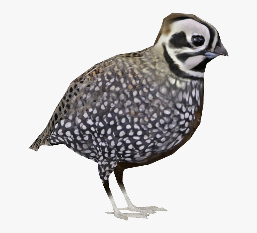 Quail Png, Transparent Png