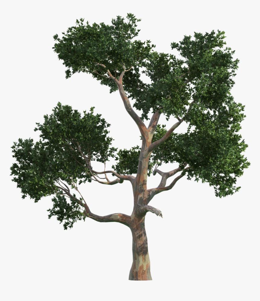 Trees Tree Vecteur Gratis Png Image High Quality Clipart, Transparent Png