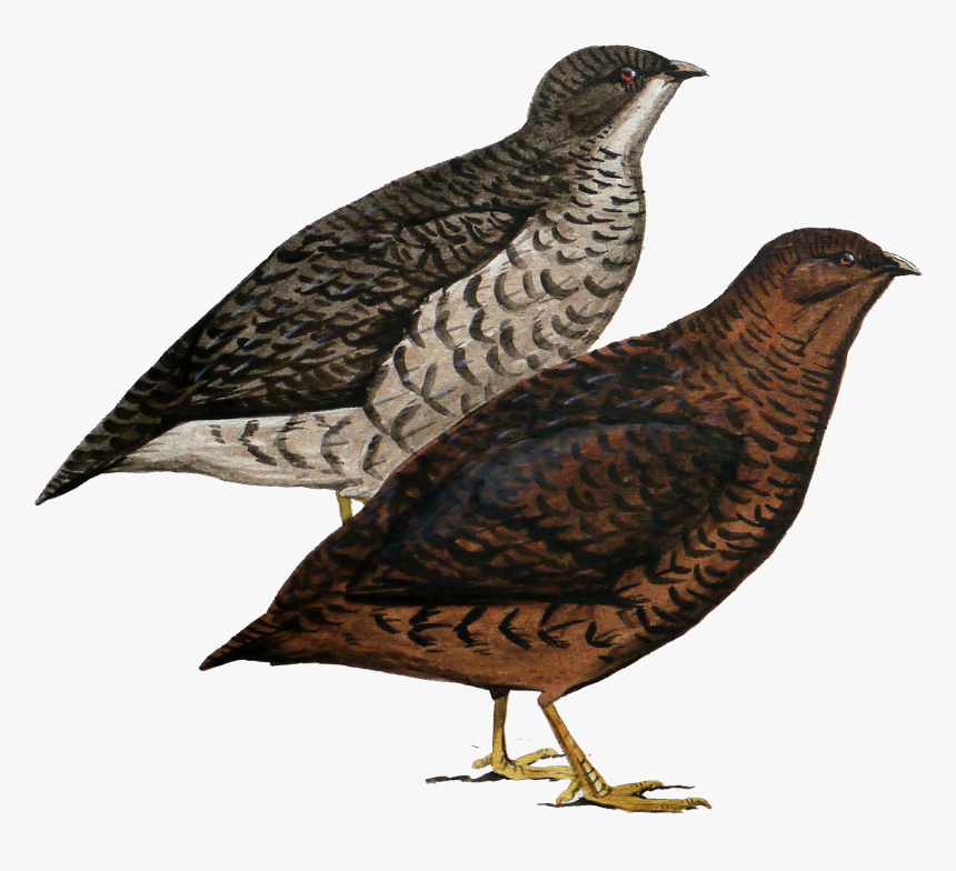 All Birds Wiki, HD Png Download